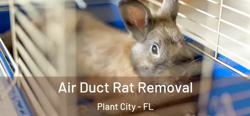 Air Duct Rat Removal Plant City - FL